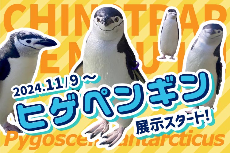 【ヒゲペンギン 展示スタート】