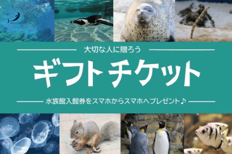 大切な人に贈ろう仙台うみの杜水族館『eギフトチケット』