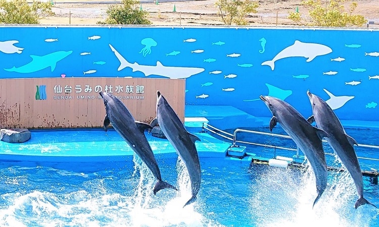 仙台うみの杜水族館 仙台 観光