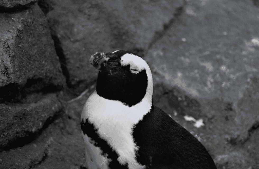 夜の生きものたちを観察しよう！ペンギンが笑っている画像